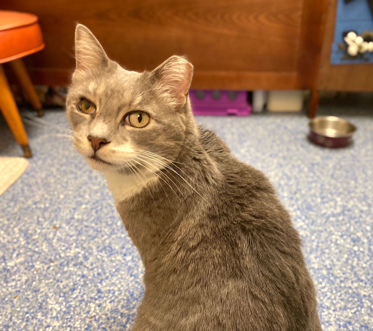 Pet of the week